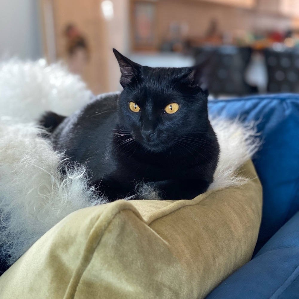 Meet your Posher, Julianne